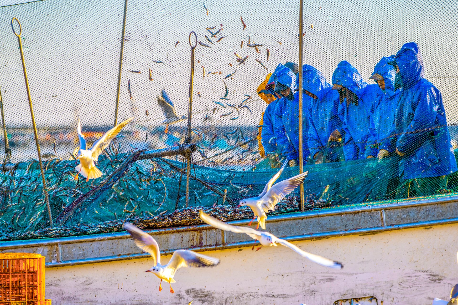 작가:김승진, 어항명:감포항, 작품명:어부와 갈매기